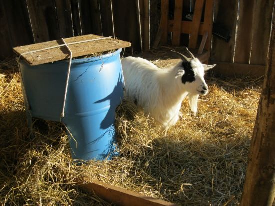 DIY Cheap Goat Feeder