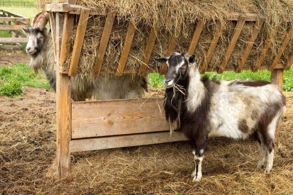 25 DIY Goat Hay Feeder Plans You Can Build