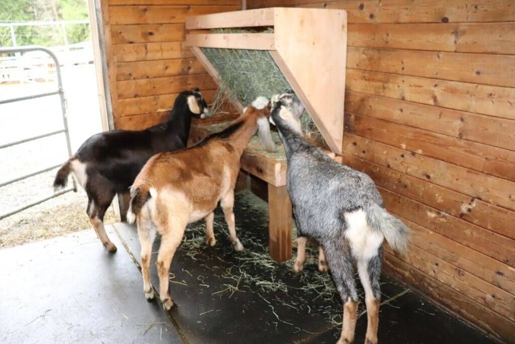 No-Waste Goat Feeder With Base
