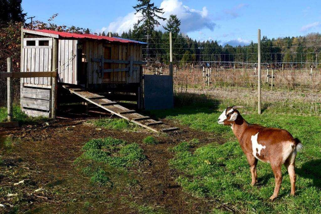 DIY Goat Shelter Plans