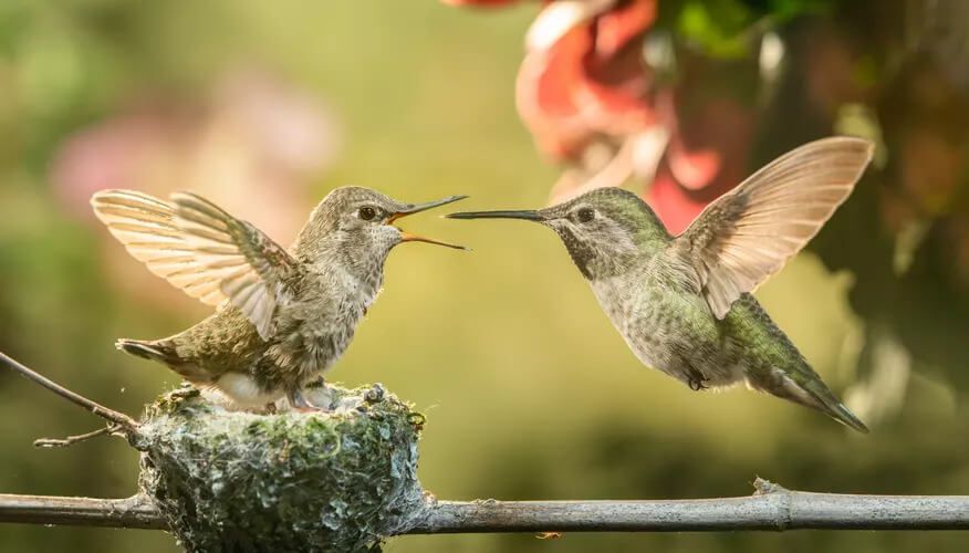 How To Make A Hummingbird Nest