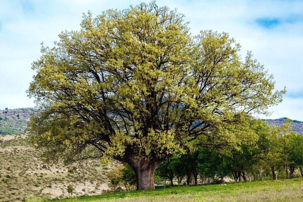 How Much Is A Walnut Tree Worth?