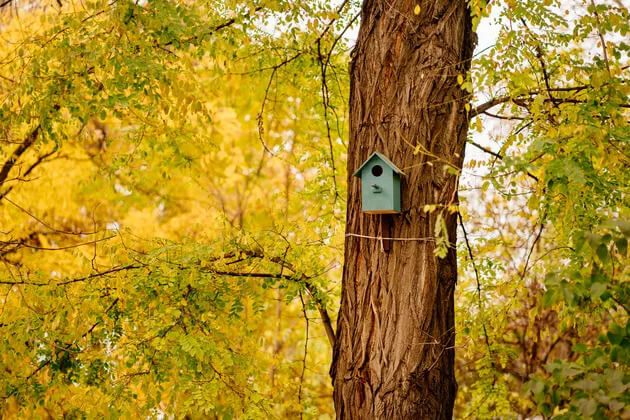 Build A Birdhouse For Finches