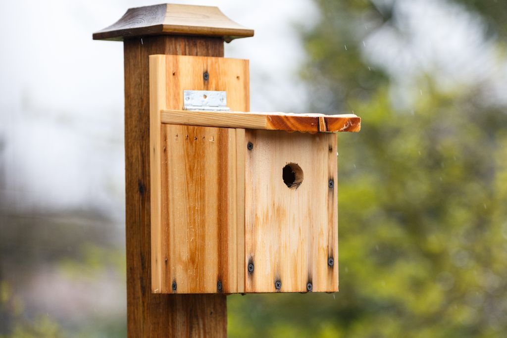 11 DIY Finch Bird House Plans You Can Build