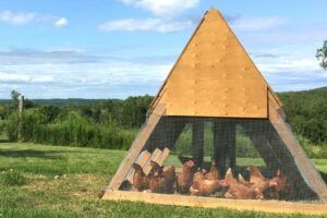 DIY A Frame Chicken Coop Plans