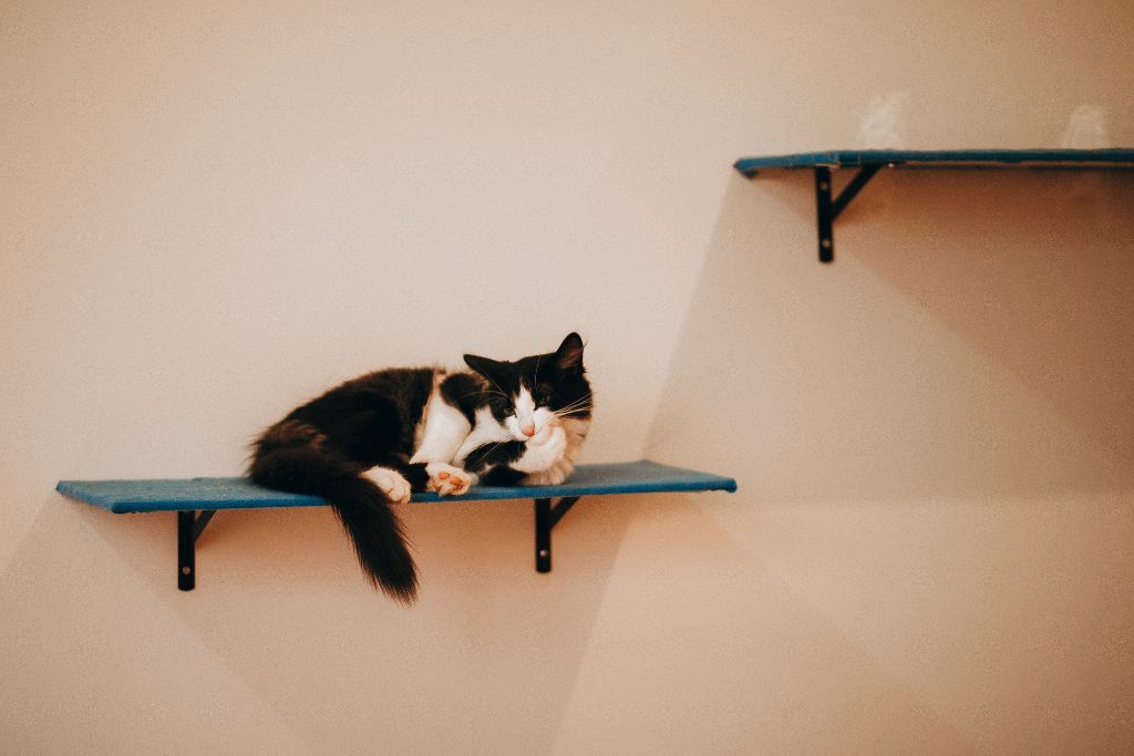DIY Cat Shelves Plans