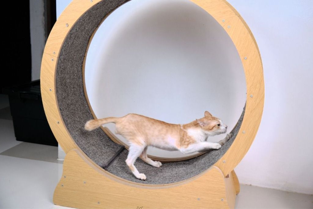 12 DIY Cat Wheel Plans You Can Build