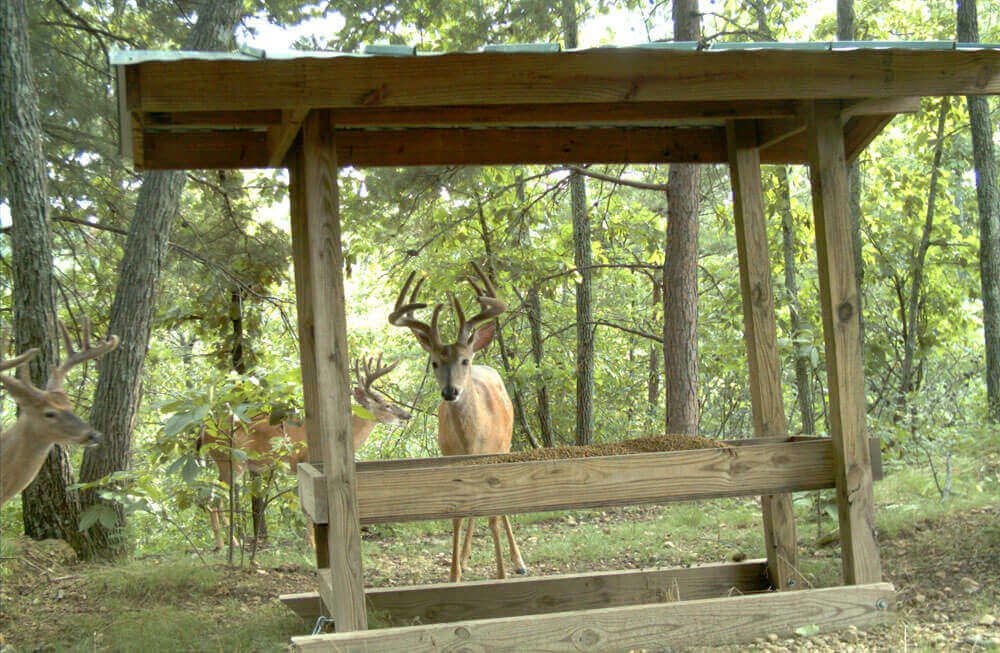 homemade deer feeder plans