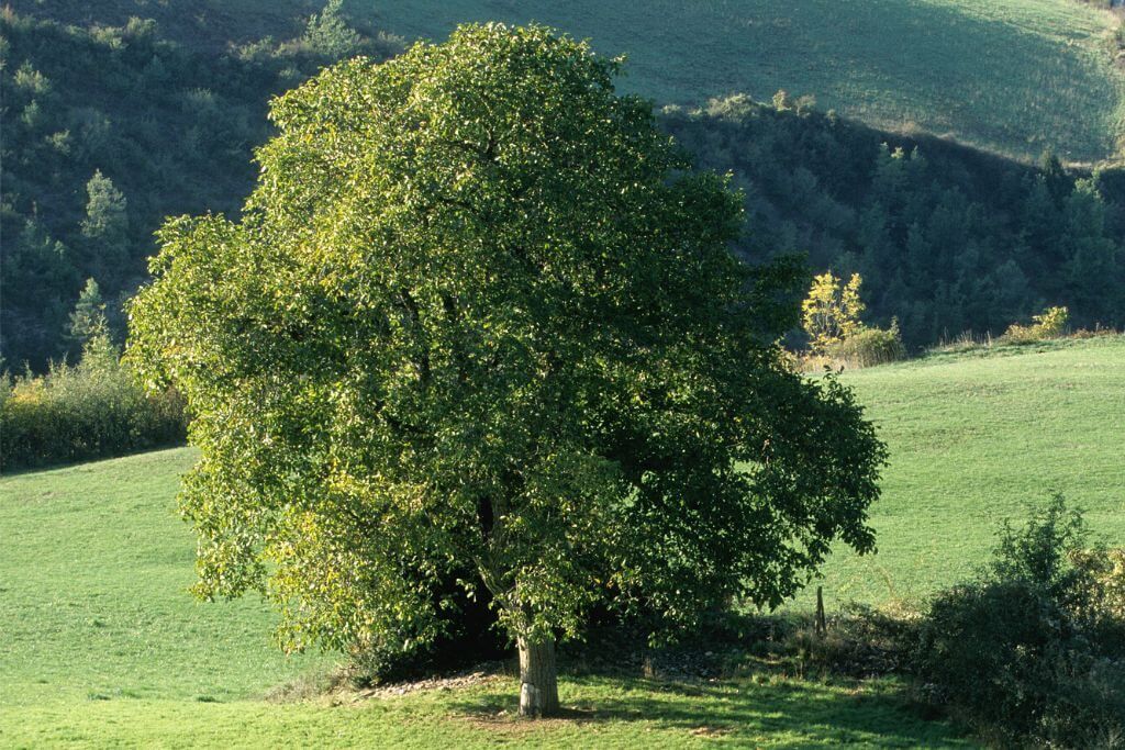 How Much Is A Walnut Tree Worth Epic Saw Guy   How Much Is A Black Walnut Tree Worth 